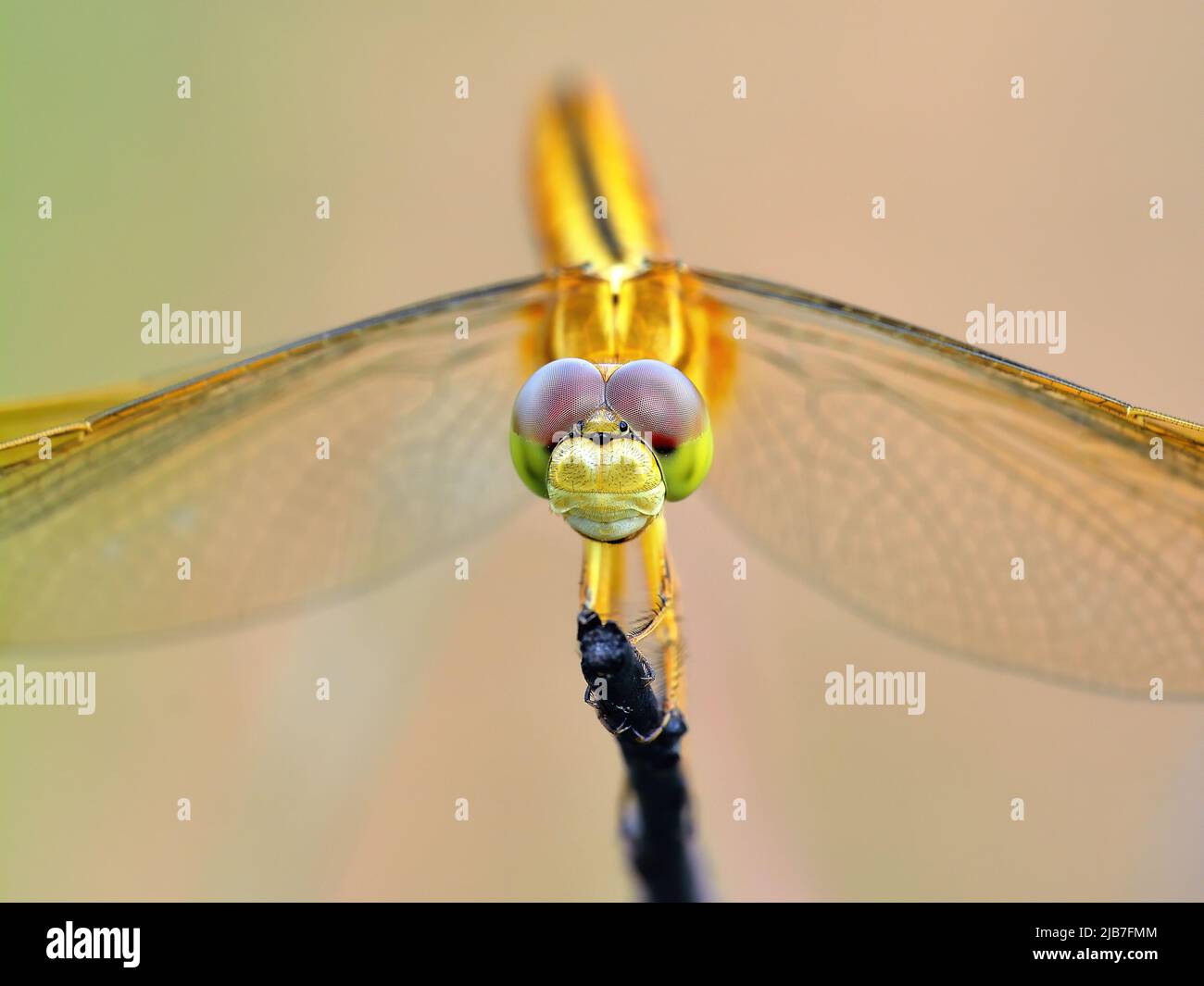 close-up dragonfly on the leaf Stock Photo - Alamy