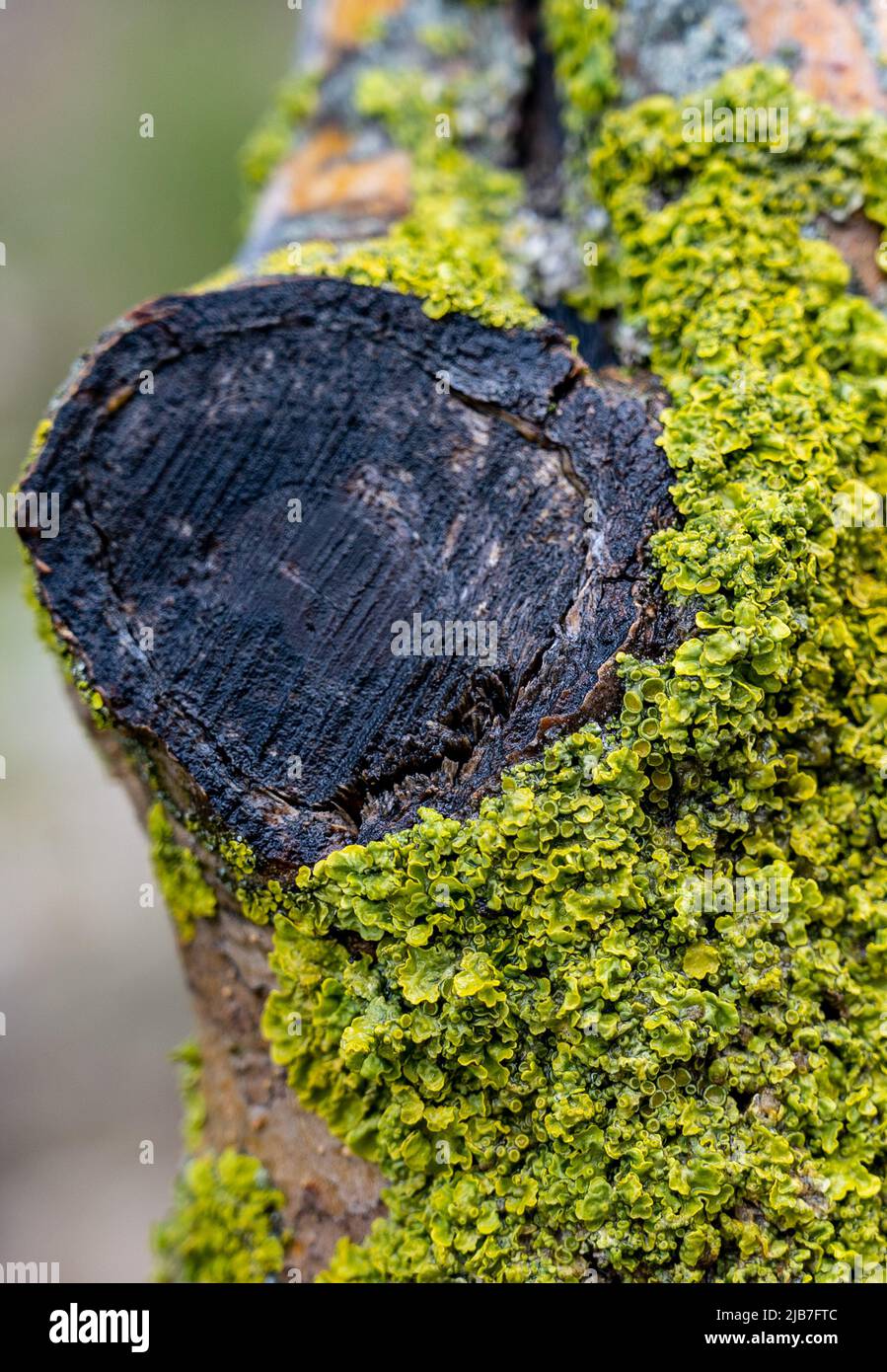 Thin tree trunk with green moss. Vertical photo. A high resolution. Close-up. Stock Photo