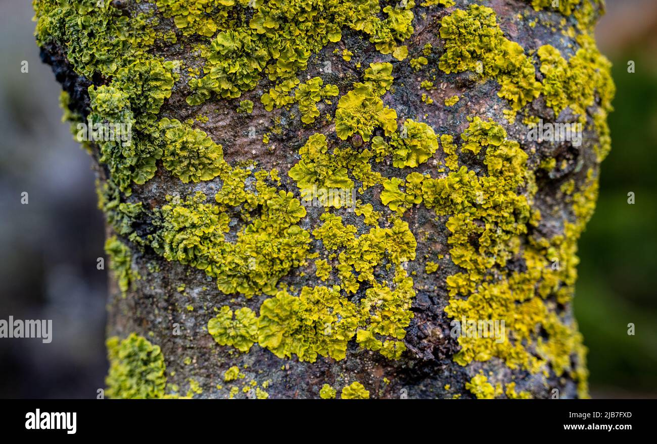 Thin tree trunk with green moss. A high resolution. Close-up. Stock Photo