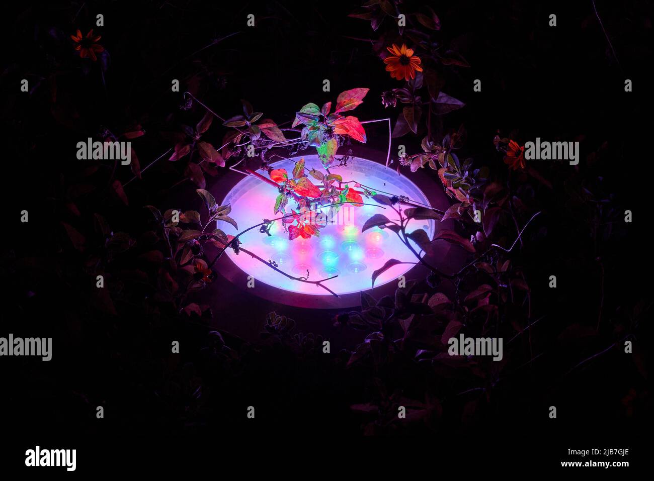 illumination of plants and trees at night in the park. LED lights