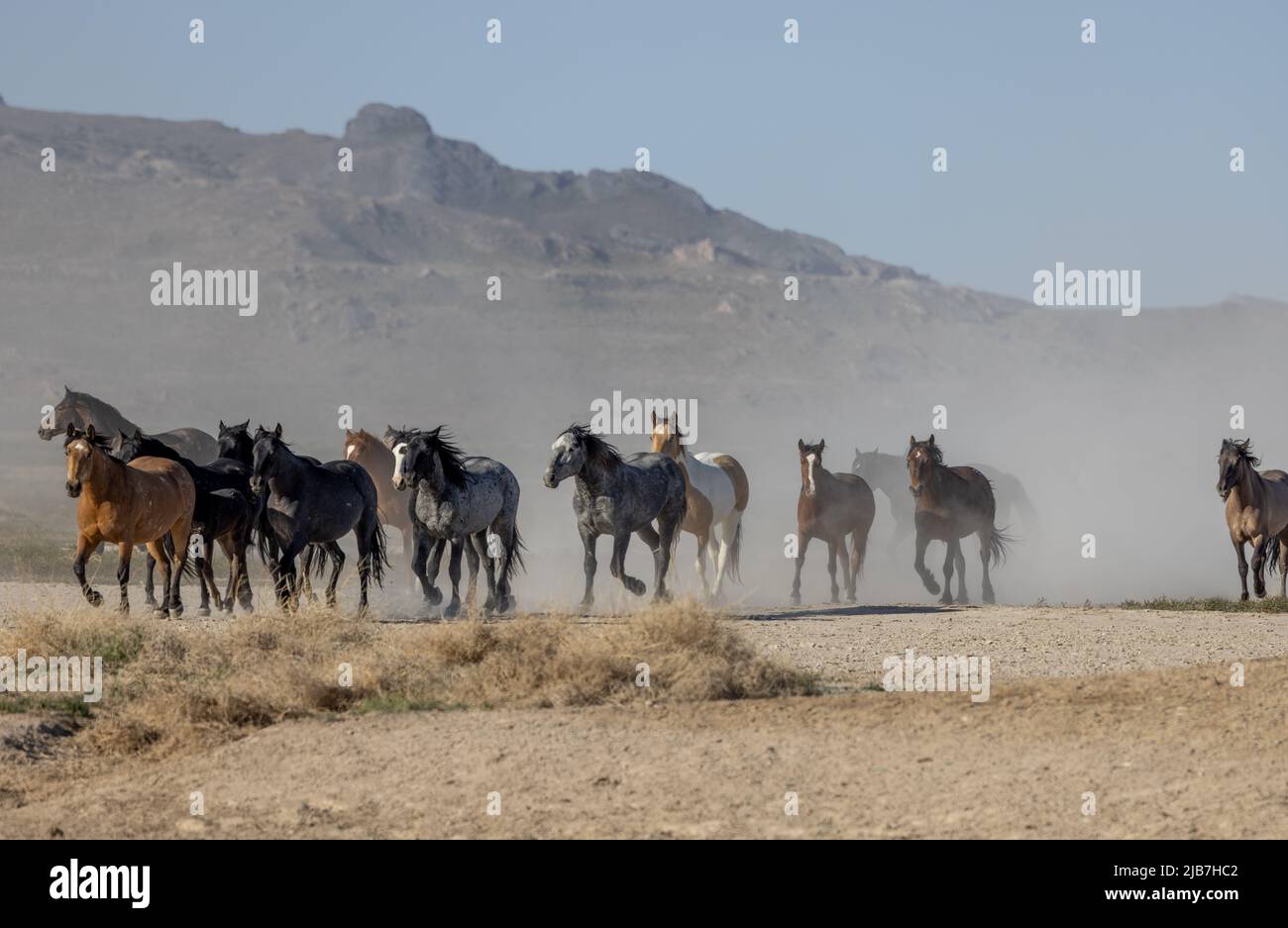 Herd of Wild Horses in the Utah Desert Stock Photo - Alamy