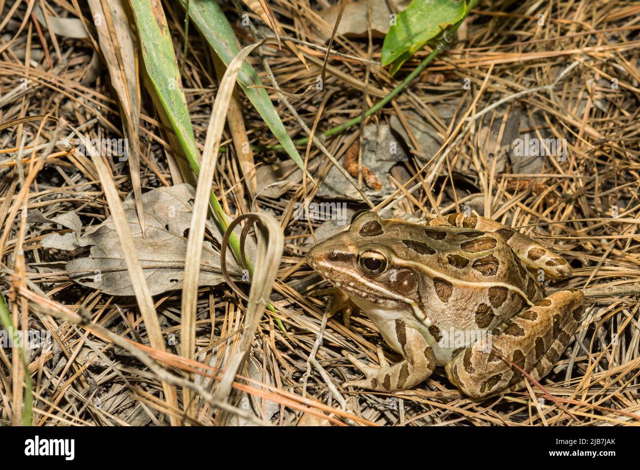 Southern Leopard Frog - Lithobates sphenocephalus Stock Photo