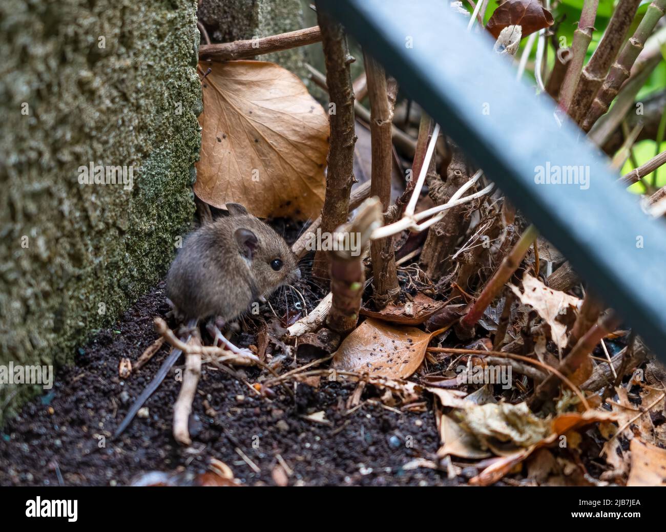 a wood mouse aka long tailed field mouse (Apodemus sylvaticus) feeding