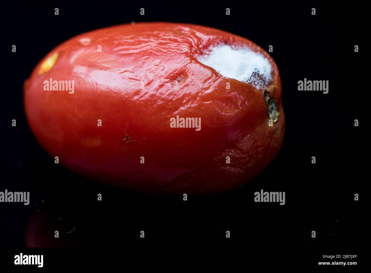 Mold tomato white mold close up. Stock Photo
