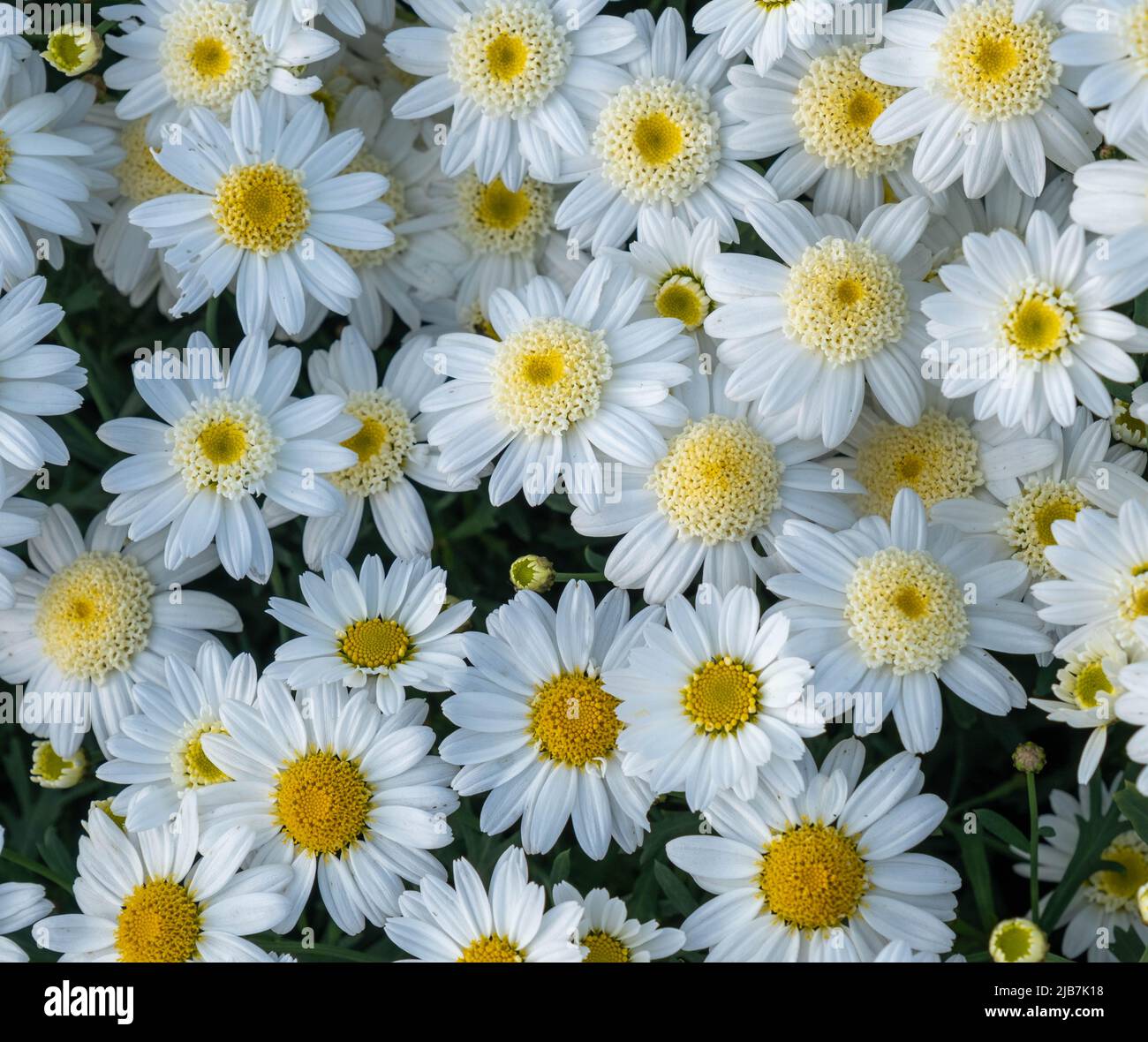 Meadow chamomile hi-res stock photography and images - Alamy