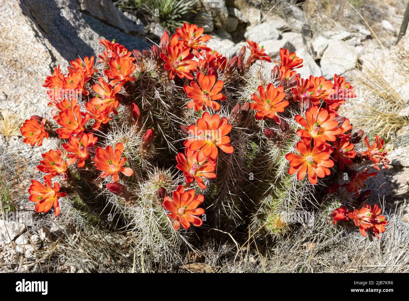 Arizona Claret-cup Cactus (Echinocereus arizonicus), Santa Catatlina Mountains, Southern Arizona, USA Stock Photo