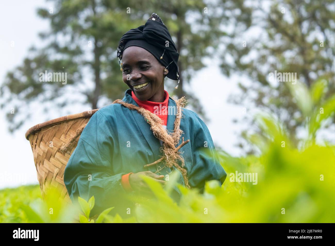Tea farming in Mulanje, Malawi Stock Photo Alamy