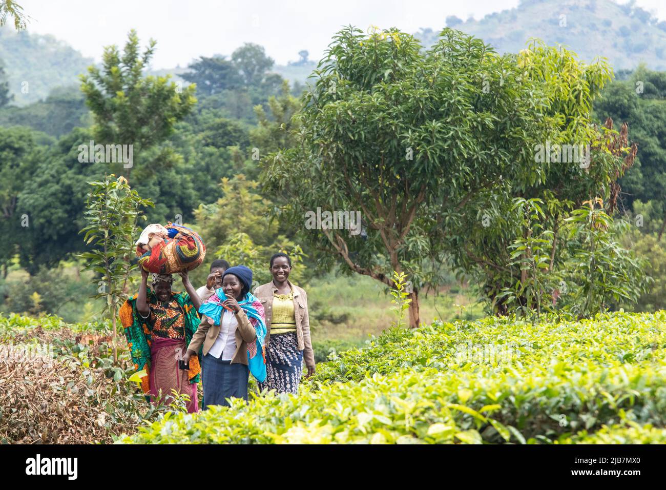 Tea farming in Mulanje, Malawi Stock Photo - Alamy