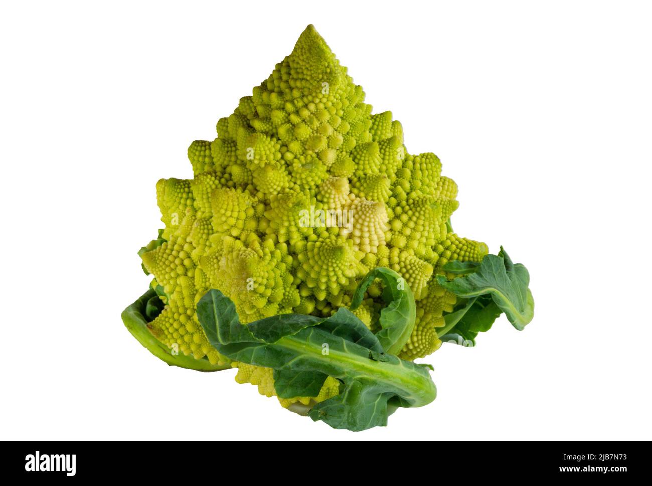 Romanesco isolated cauliflower broccoli raw vegetable is isolated and is seen closeup with conical swirls and a geometric pattern in green chartreuse. Stock Photo