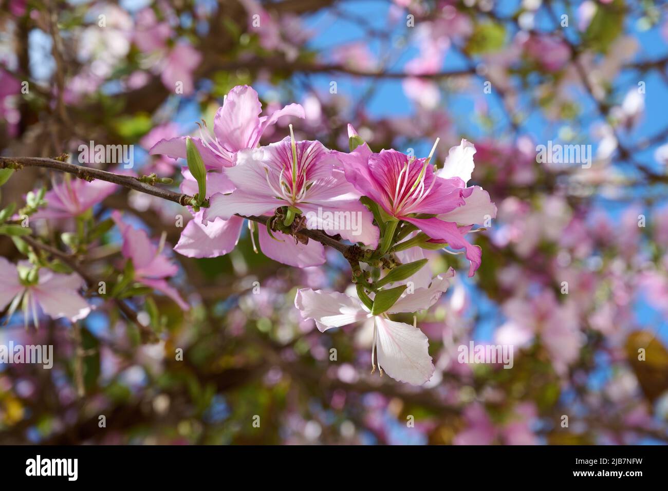 Branches of a flowering and fragrant tree Bauhinia variegata. Israel. Spring. Urban landscaping Stock Photo