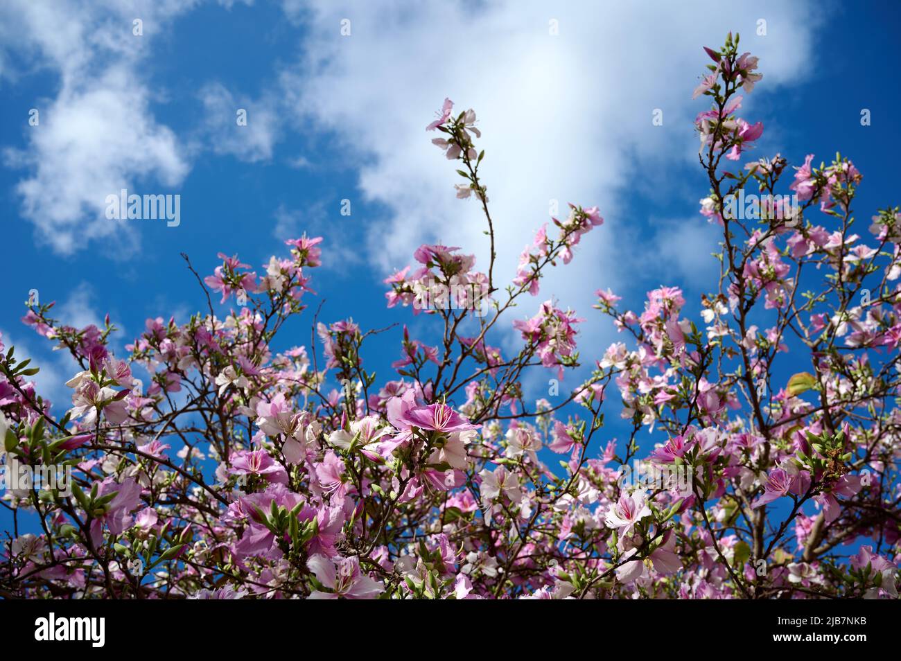 Branches of a flowering and fragrant tree Bauhinia variegata. Israel. Spring. Urban landscaping Stock Photo