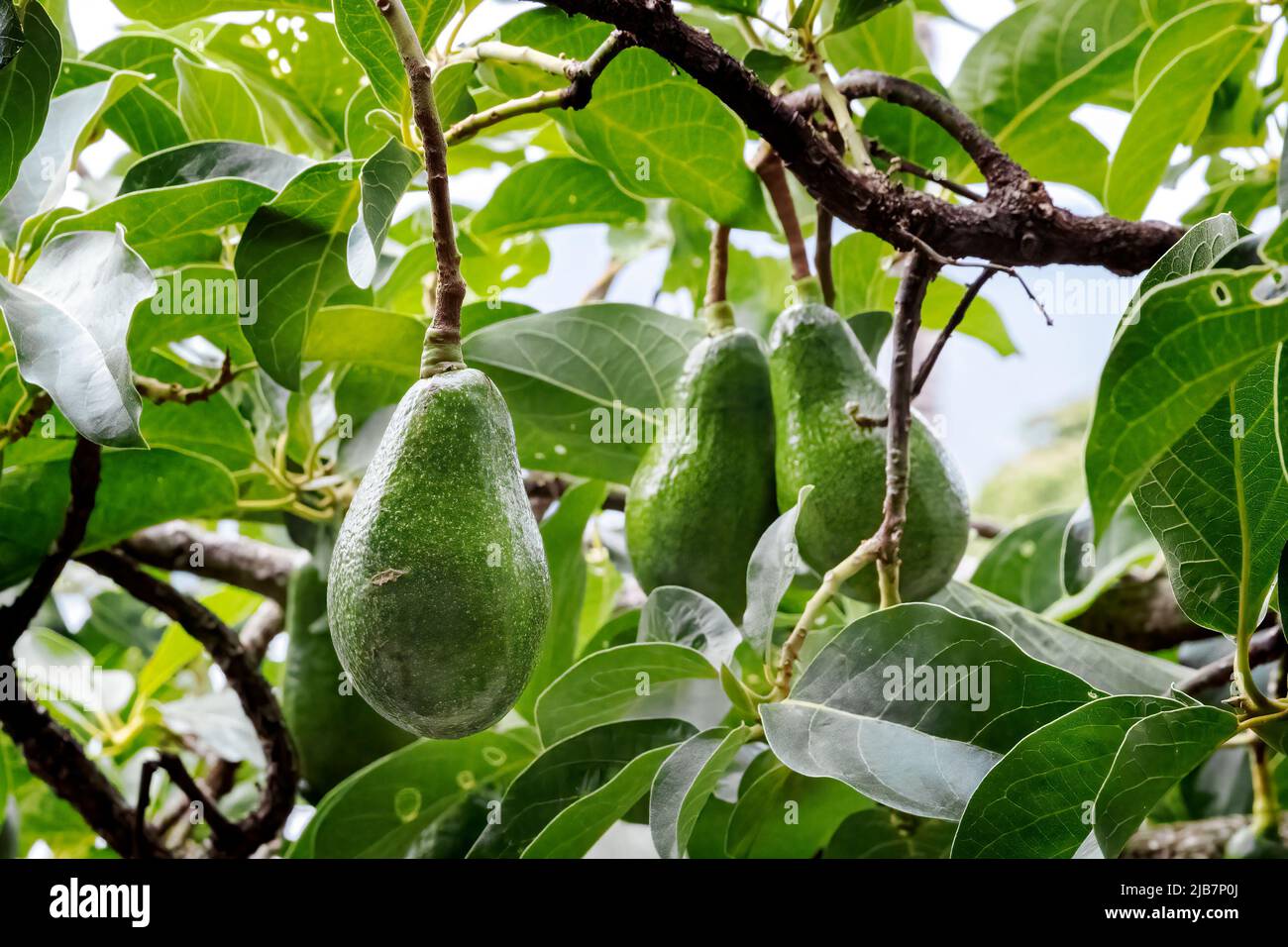 Avocados growing on tree, Hawaii Stock Photo