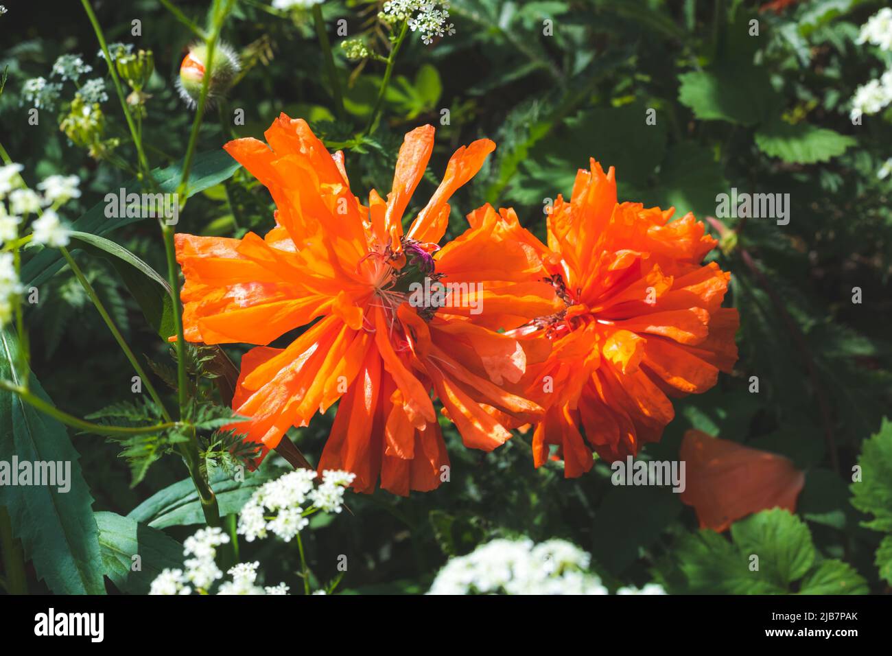 Poppy flowers on a dark green grass natural background. Summer mood. Beautiful floral background. Blooming Poppies close-up. Red wildflowers Stock Photo