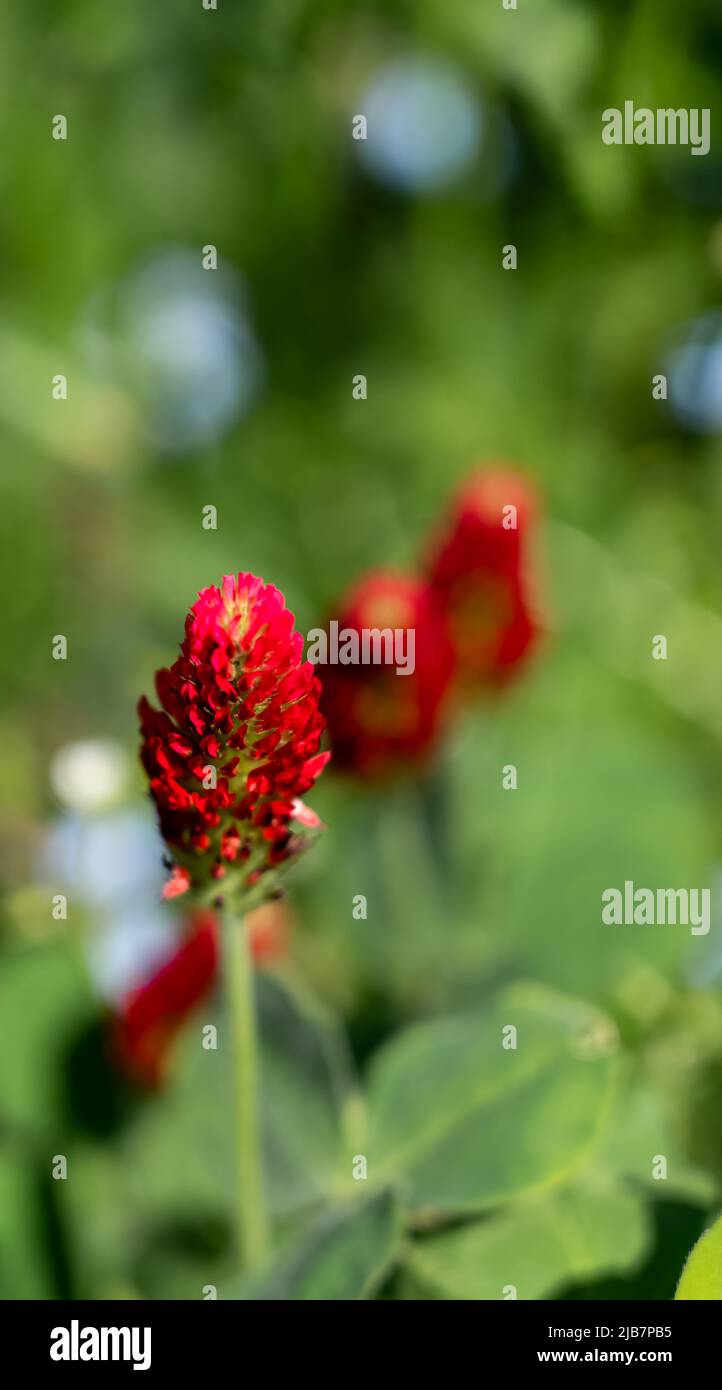 closeup of beautiful bright crimson clover flower (Trifolium incarnatum) in summer bloom Stock Photo