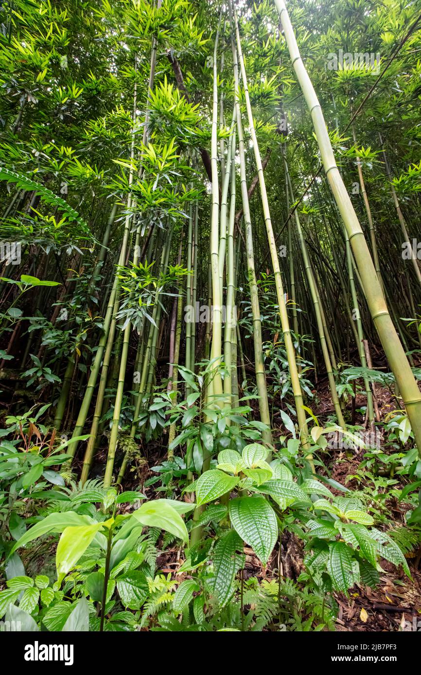Bamboo along the Manoa Falls Hike, Oahu, Hawaii Stock Photo