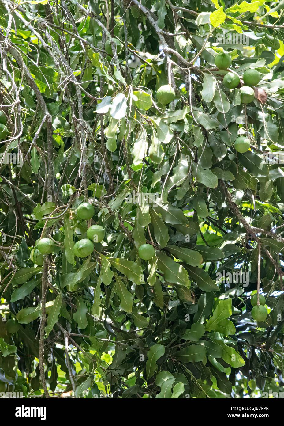Macadamia Nut Tree, Oahu, Hawaii Stock Photo