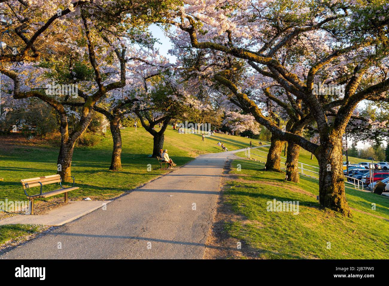 Burnaby, BC, Canada April 18 2021 Burnaby Mountain Park in sunset