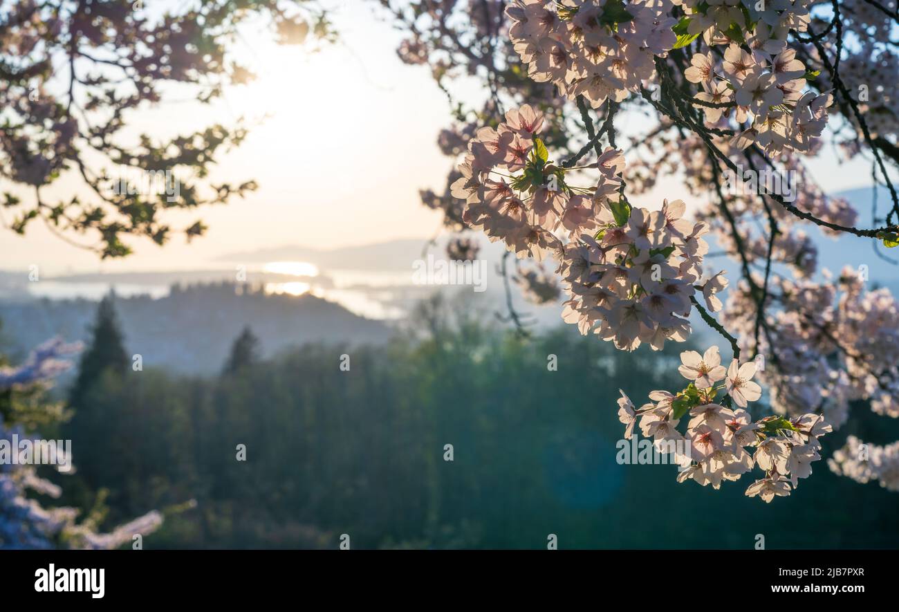 Burnaby Mountain Park in sunset time. Overlooking the upper arms of