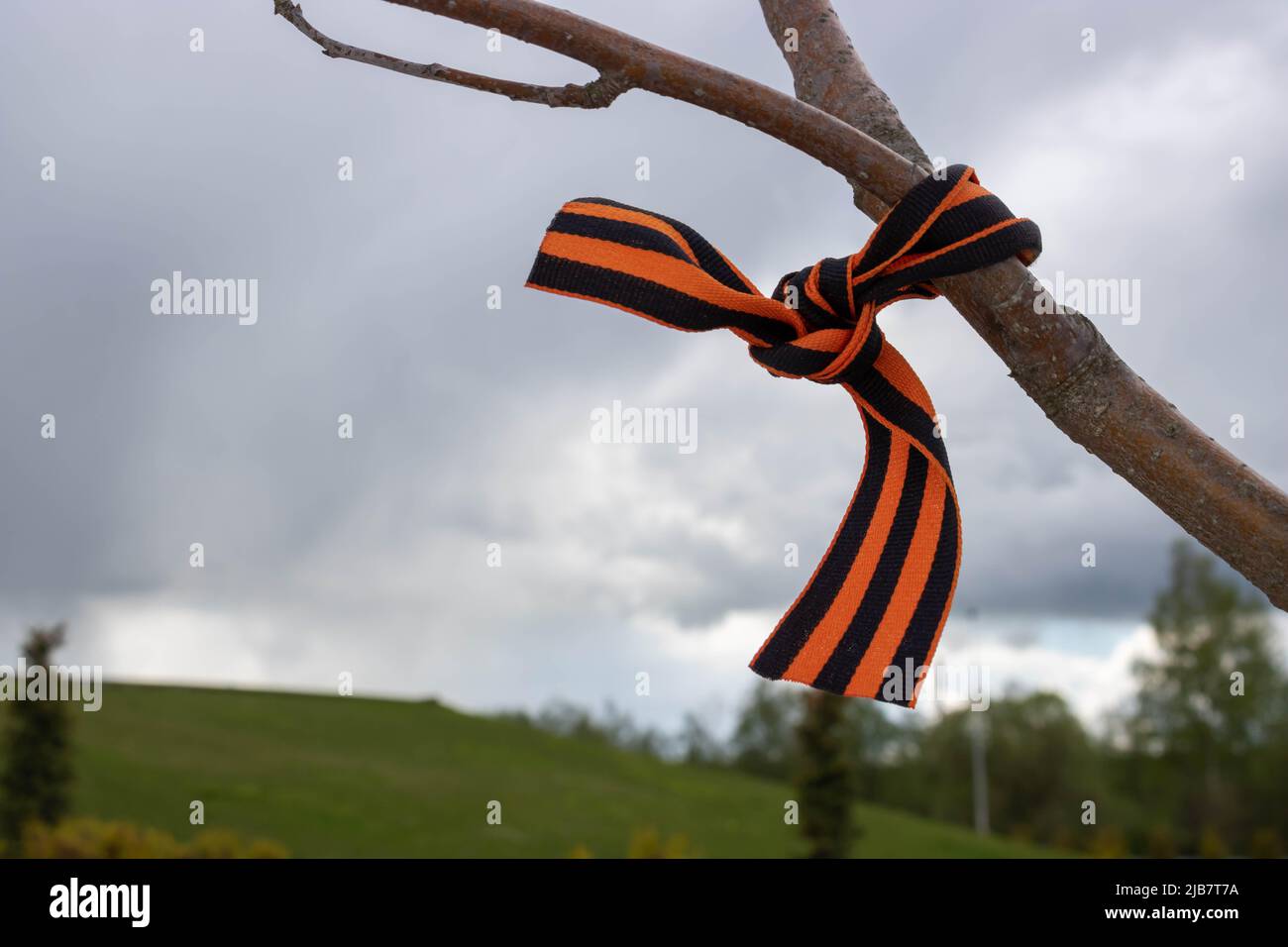 Saint George's Ribbons on tree branches, May 9, russian holiday victory day. Stock Photo