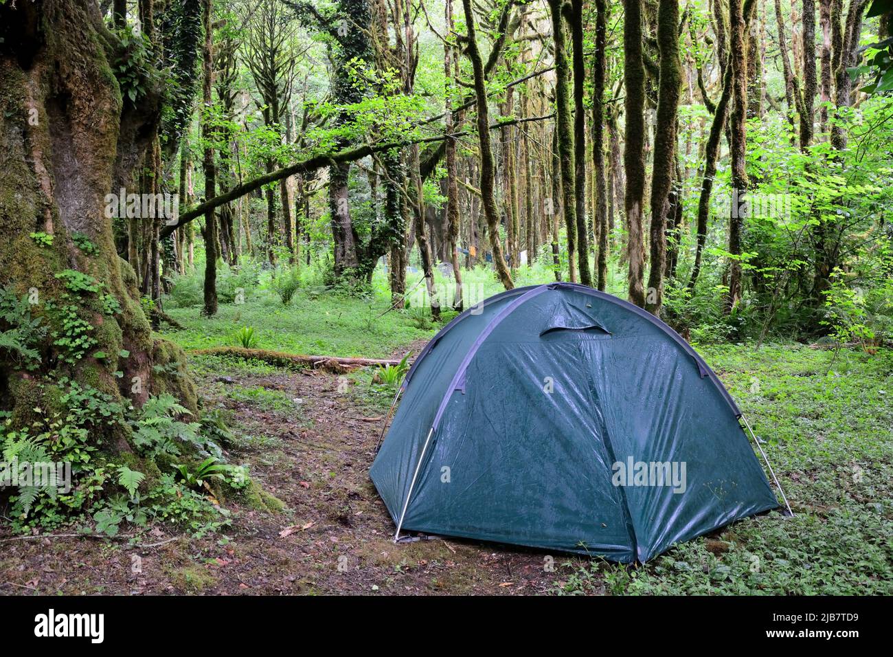 Mysterious Abkhazian Boxwood forest at the Kodori gorge Stock Photo - Alamy
