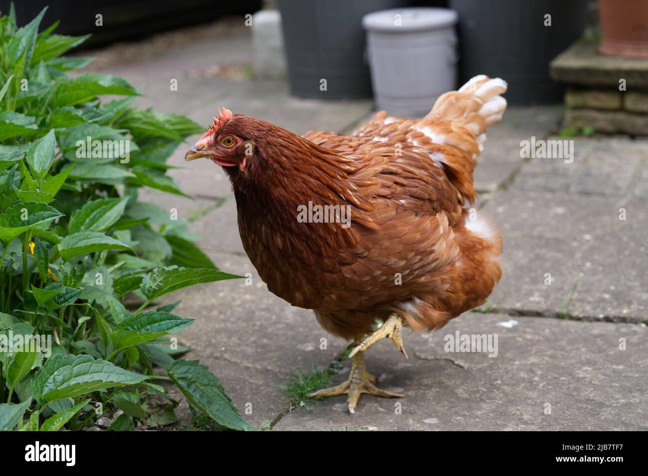 Pet chicken exploring Stock Photo - Alamy