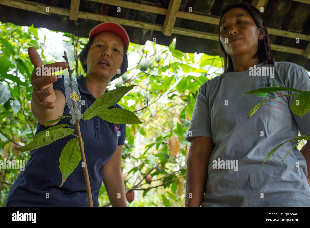 Agronomist providing training on cocoa plant grafting to a female