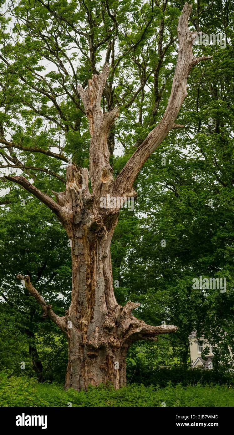 imposing old wooden dead tree trunk with a large split and snapped branches Stock Photo