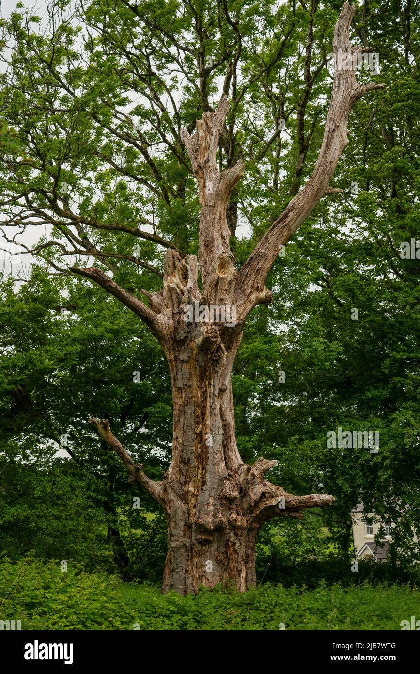 imposing old wooden dead tree trunk with a large split and snapped branches Stock Photo