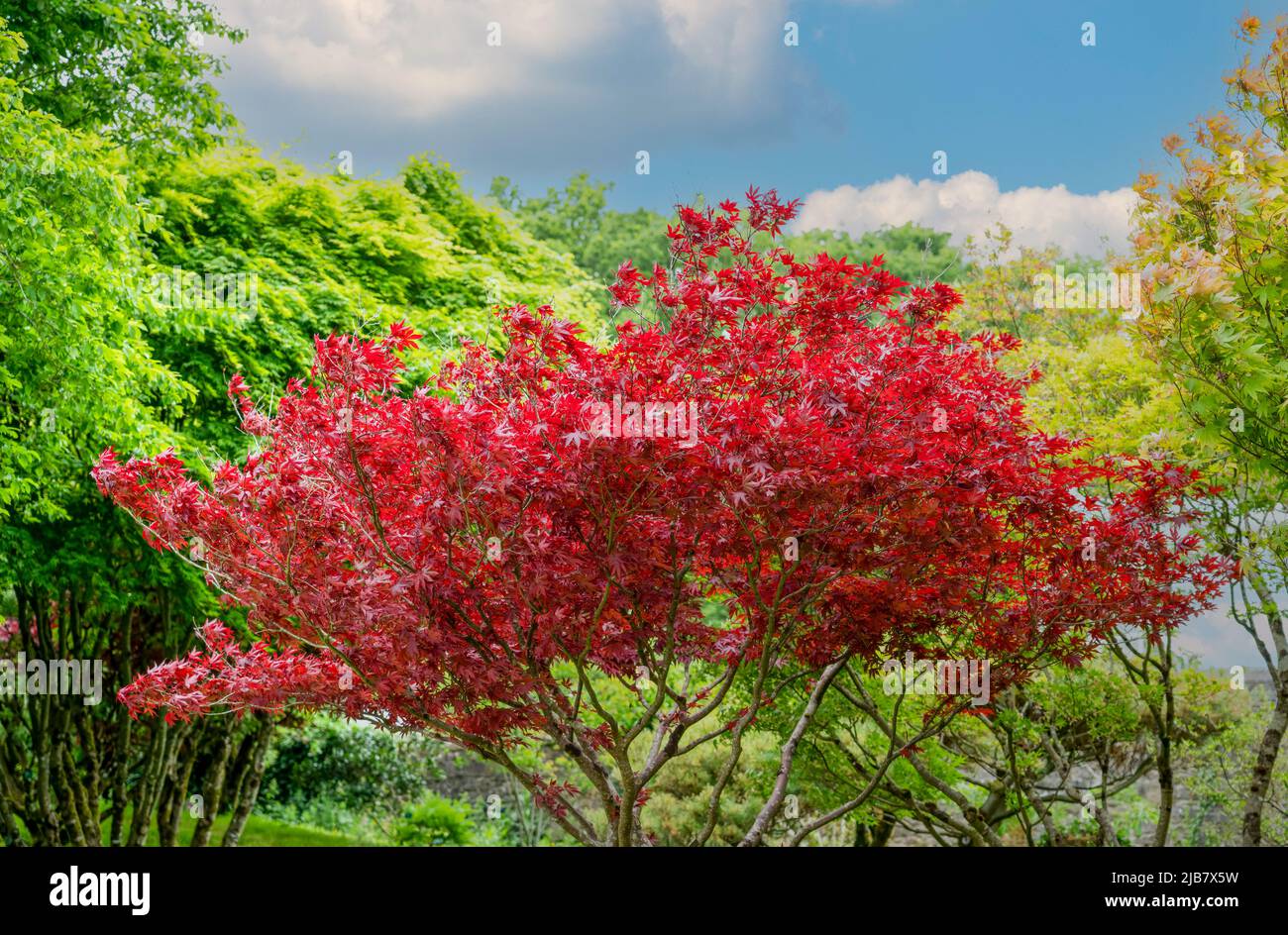 beautiful red leaves of an acer rubrum (Sun valley) in early summer Stock Photo