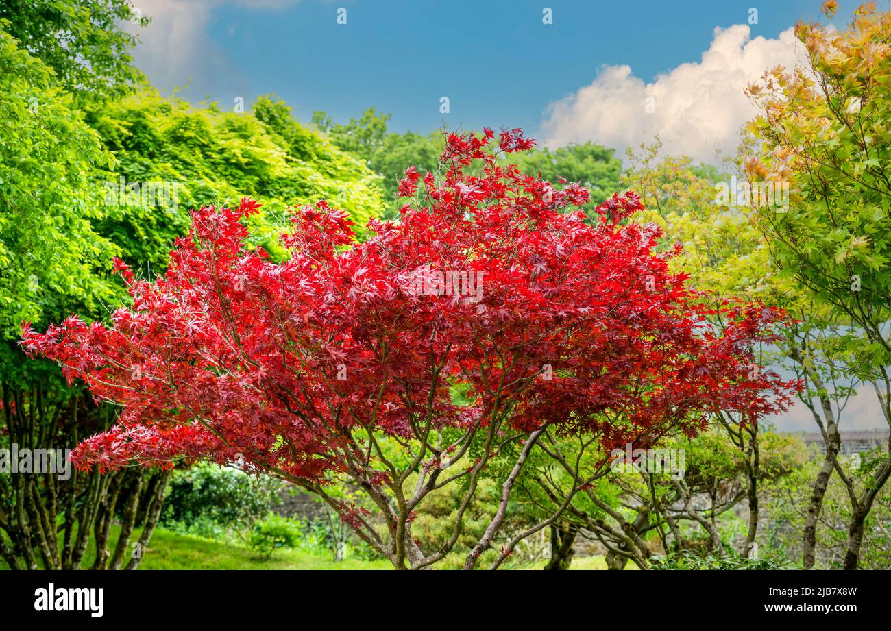 beautiful reds of an acer rubrum (Sun valley) in early summer Stock Photo
