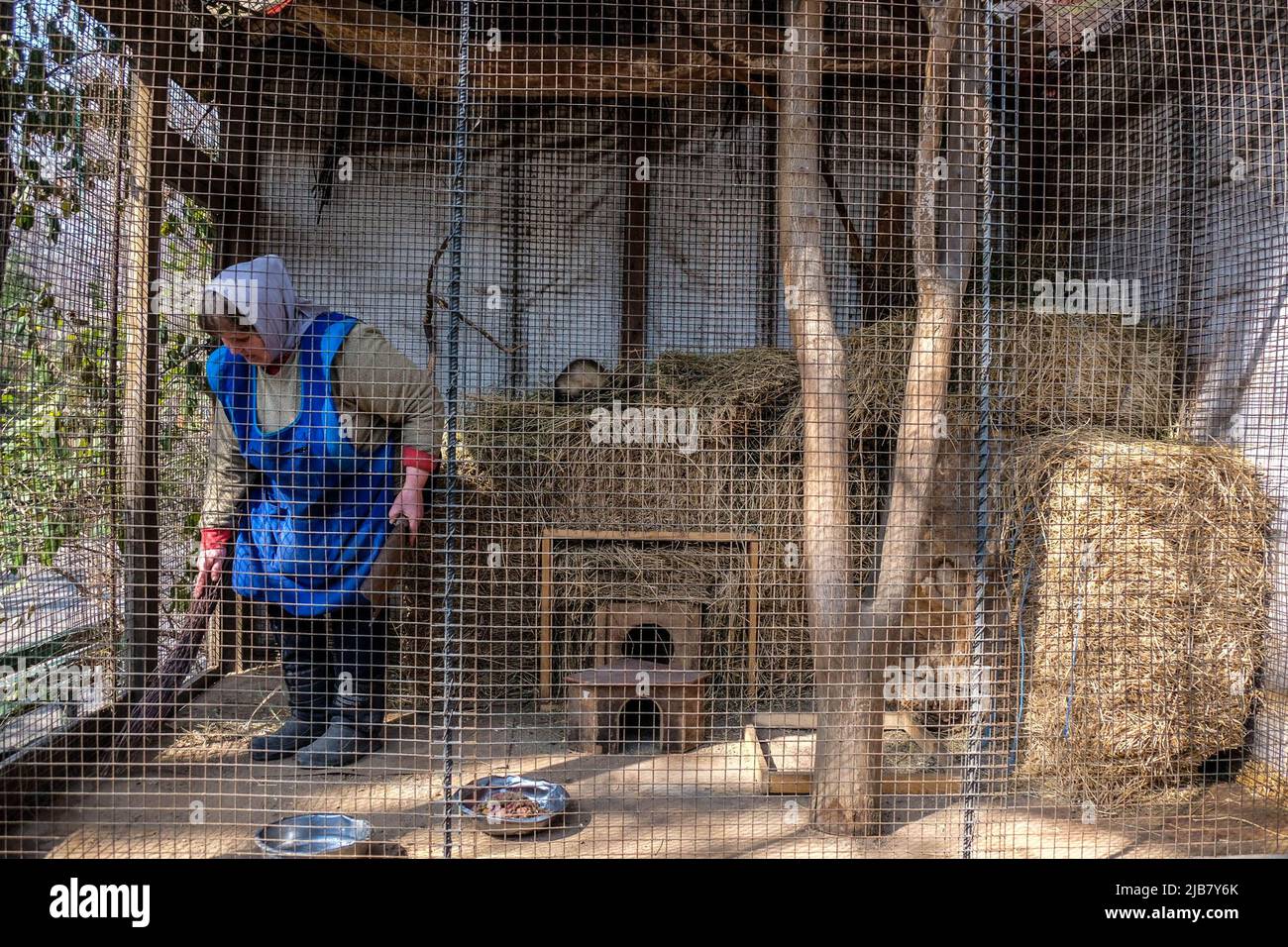 A woman cleans the interior of a cage of a ferret at the Odessa Zoopark