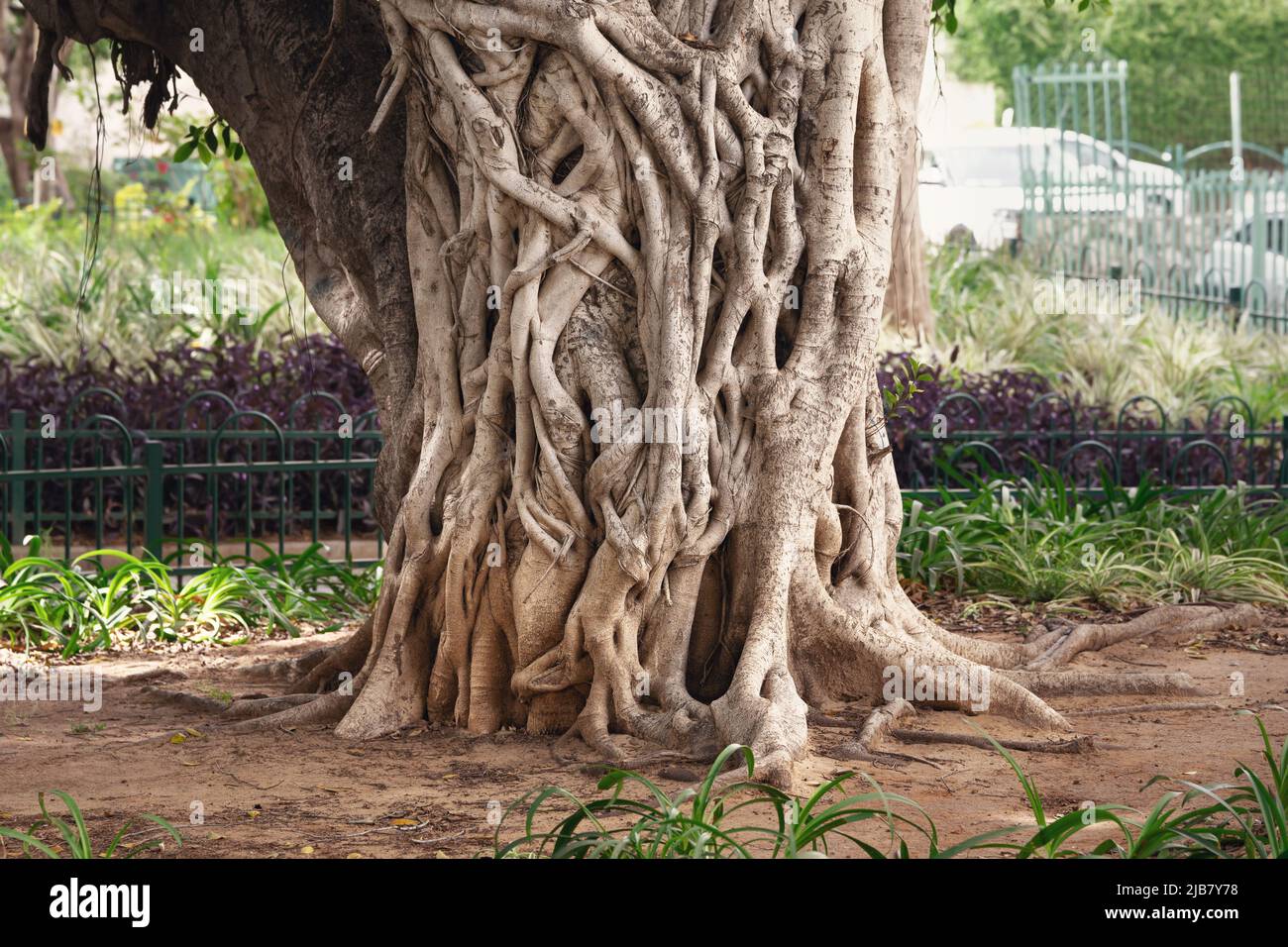 Strange Banyan or ficus tree trunk growing on israeli town street Stock Photo