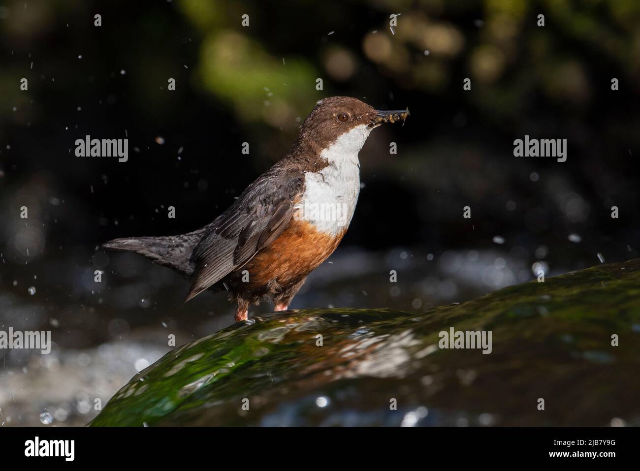 Eurasian Dipper (Cinclus cinclus) on a river in the Peak District