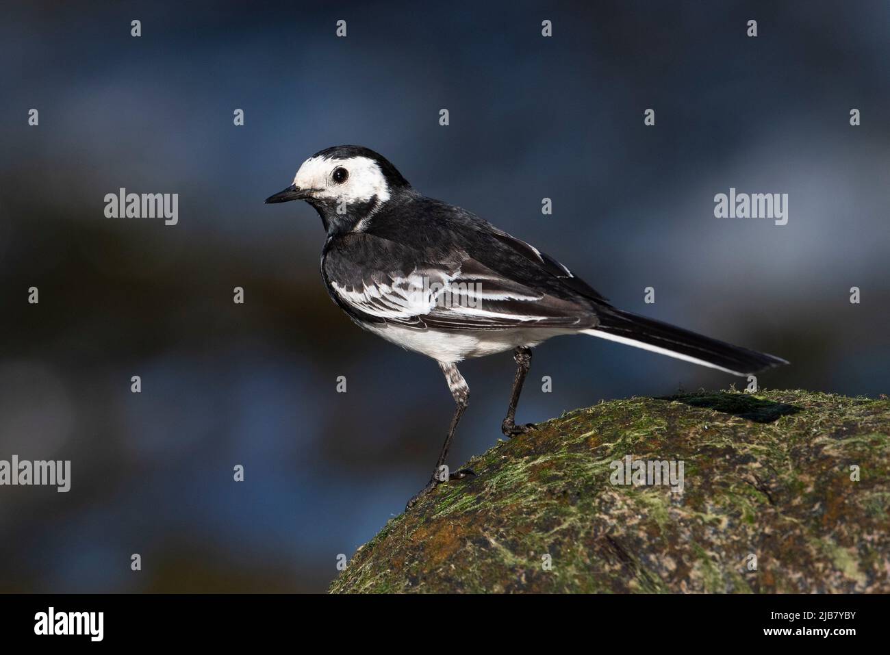 Pied Wagtail (Motacilla alba) close on a rock in a river, in sun, UK Stock Photo