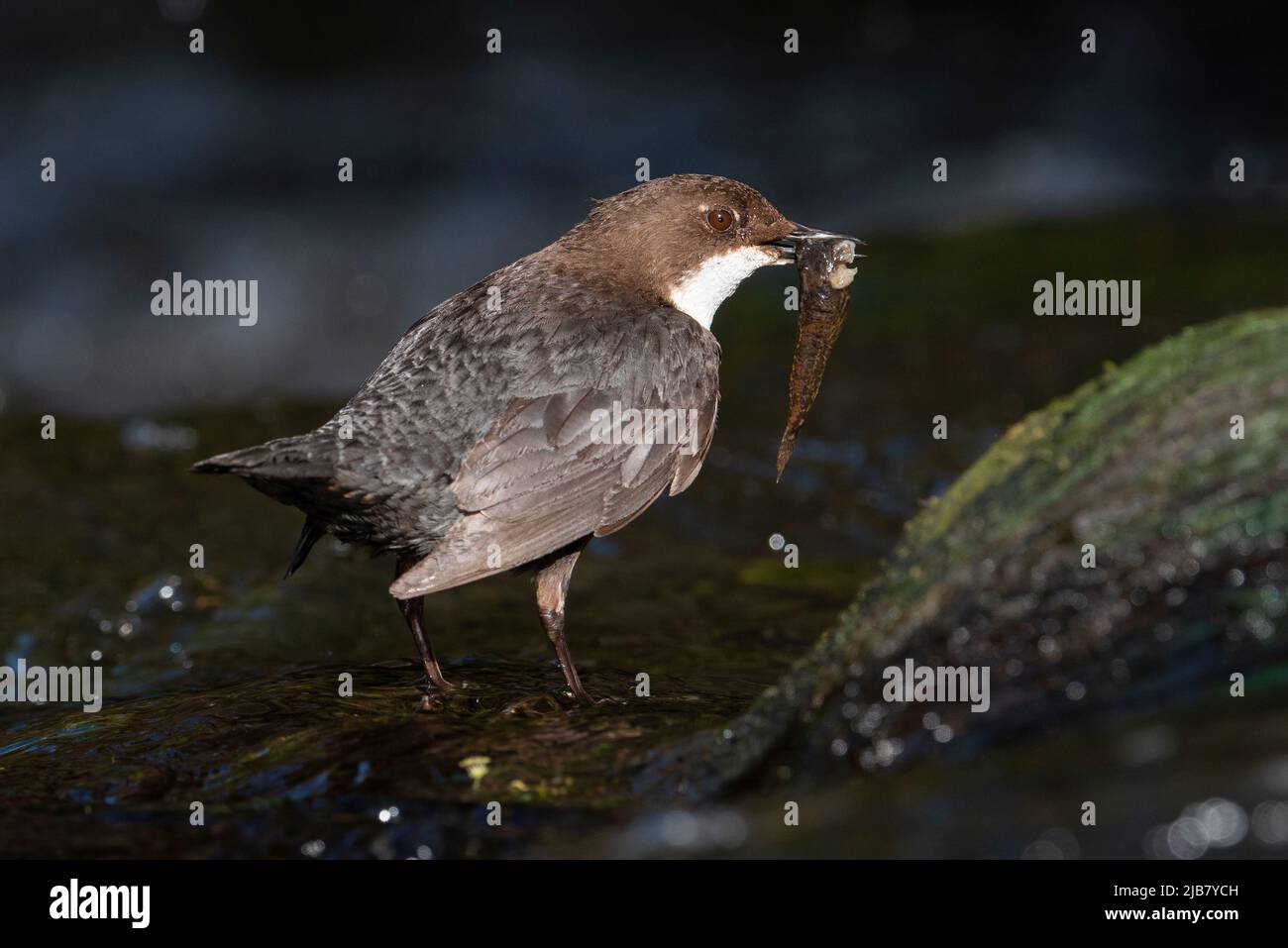 Dipper (Cinclus cinclus) with a fish on a river in the Peak District, England. Stock Photo