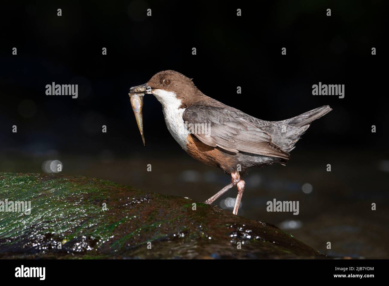 Dipper (Cinclus cinclus) with a fish on a river in the Peak District, England. Stock Photo