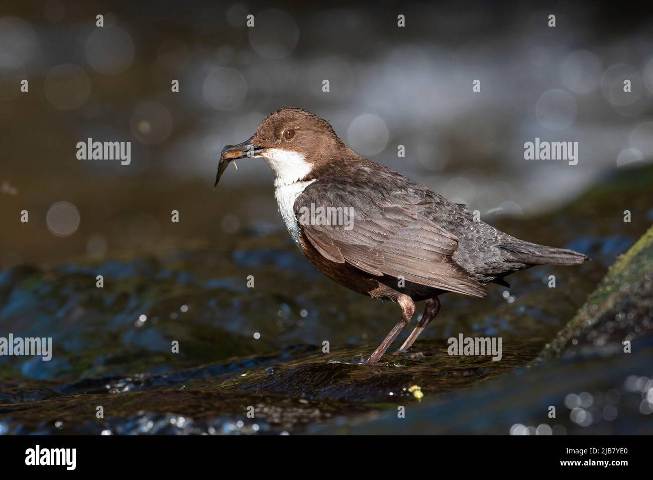 Dipper (Cinclus cinclus) with a fish on a river in the Peak District, England. Stock Photo