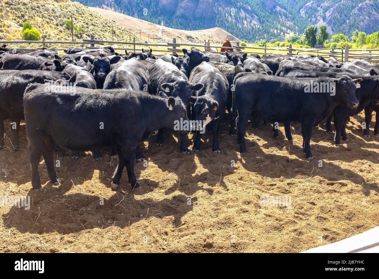 Ranch work hi-res stock photography and images - Alamy