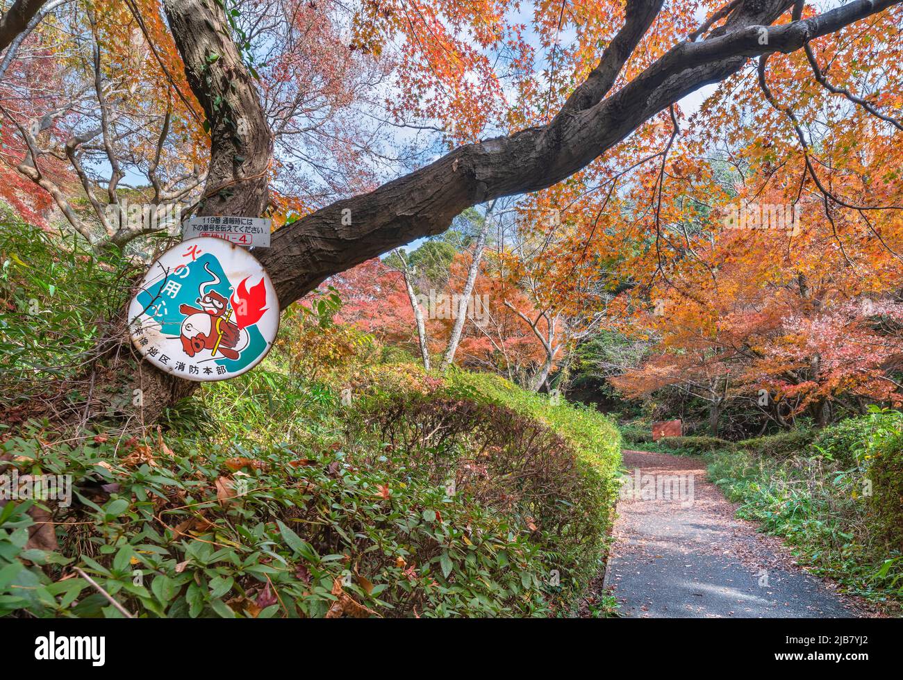 kyushu, japan - december 08 2021: A sign with an illustration of a Japanese tanuki racoon dog preventing against fire danger on a maple tree of Okunom Stock Photo