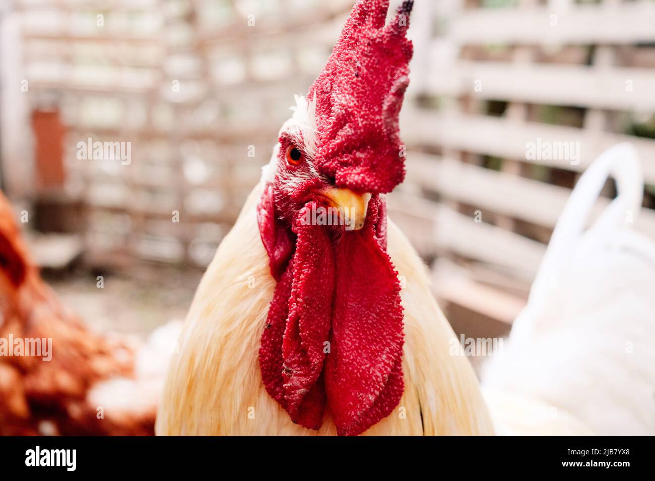 Red-crested white rooster looking at the camera. Stock Photo