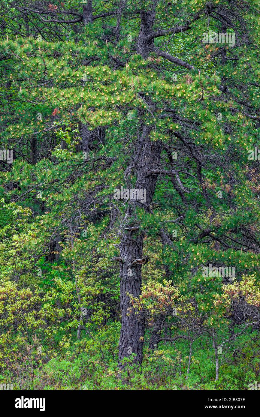 Pitch Pine/Scrub Oak Mesic Till Barrens at The Nature Conservacy's Long ...