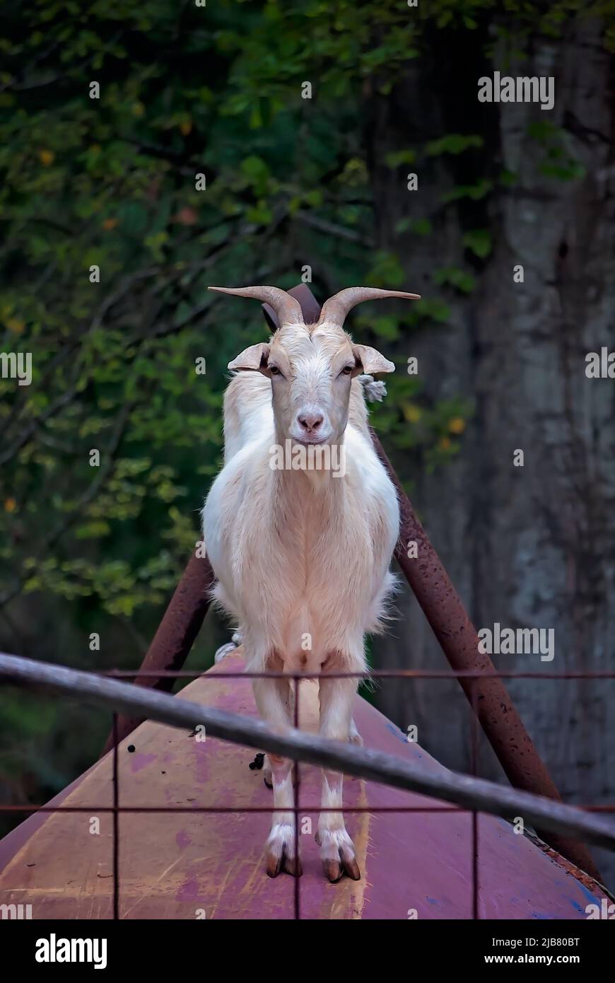 Nilla, a pet pygmy goat (Capra hircus), peers between fence rails, March 29, 2011, in Mobile, Alabama. Stock Photo