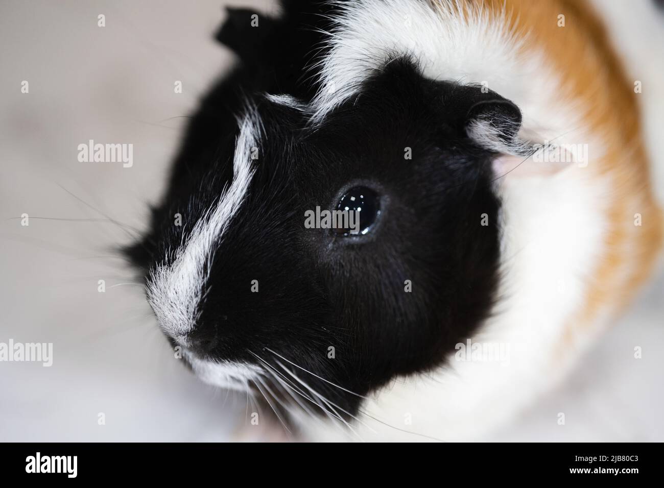 Closeup picture of a male guinea pig Stock Photo Alamy