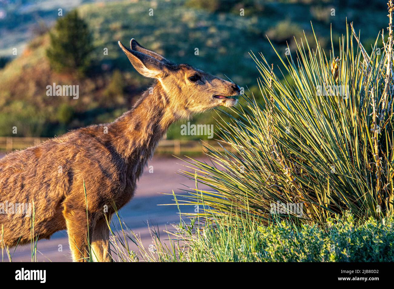 Deer grazing on Yucca Plants at dawn in Red Rocks Mountain Park Stock