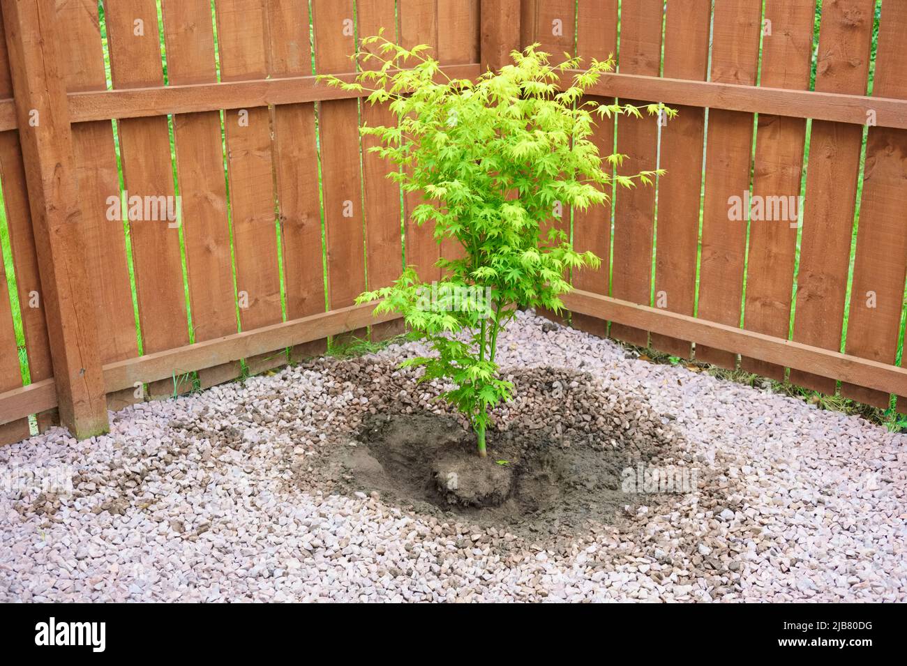 Maple tree during planting sequence in house garden Stock Photo - Alamy