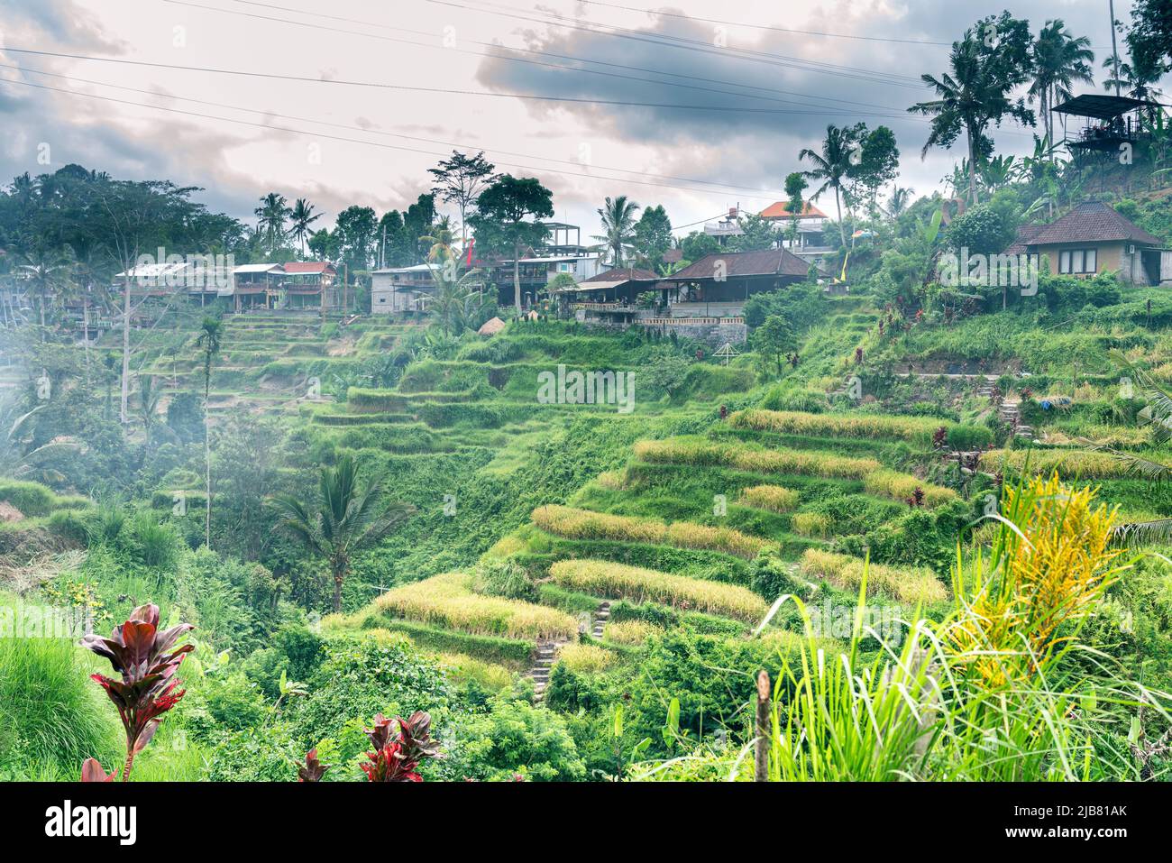 Close view at ripe rice growing on terraces in tropical valley, Bali Stock Photo