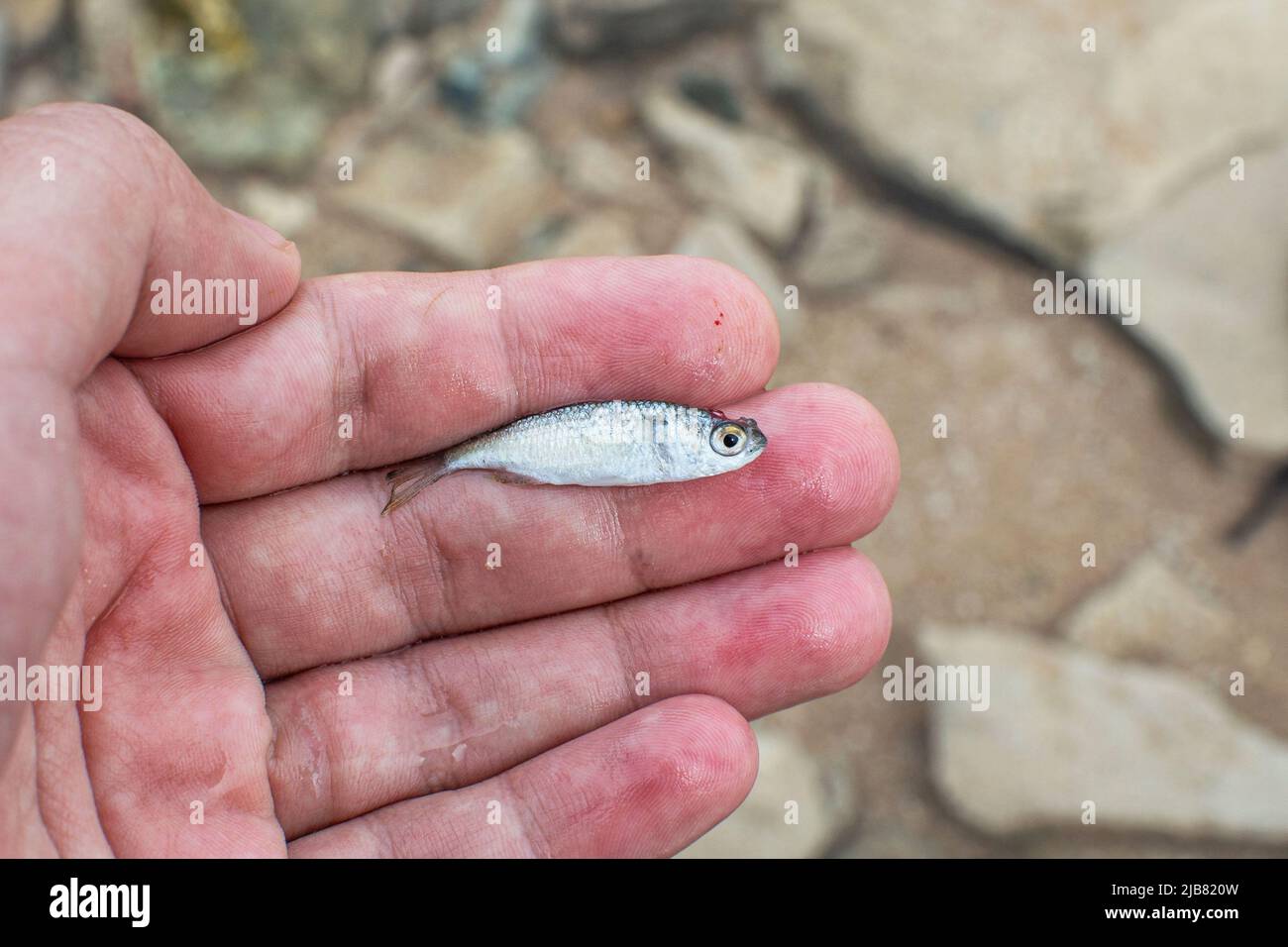 a grey mullet fry in hand, Egypt Stock Photo