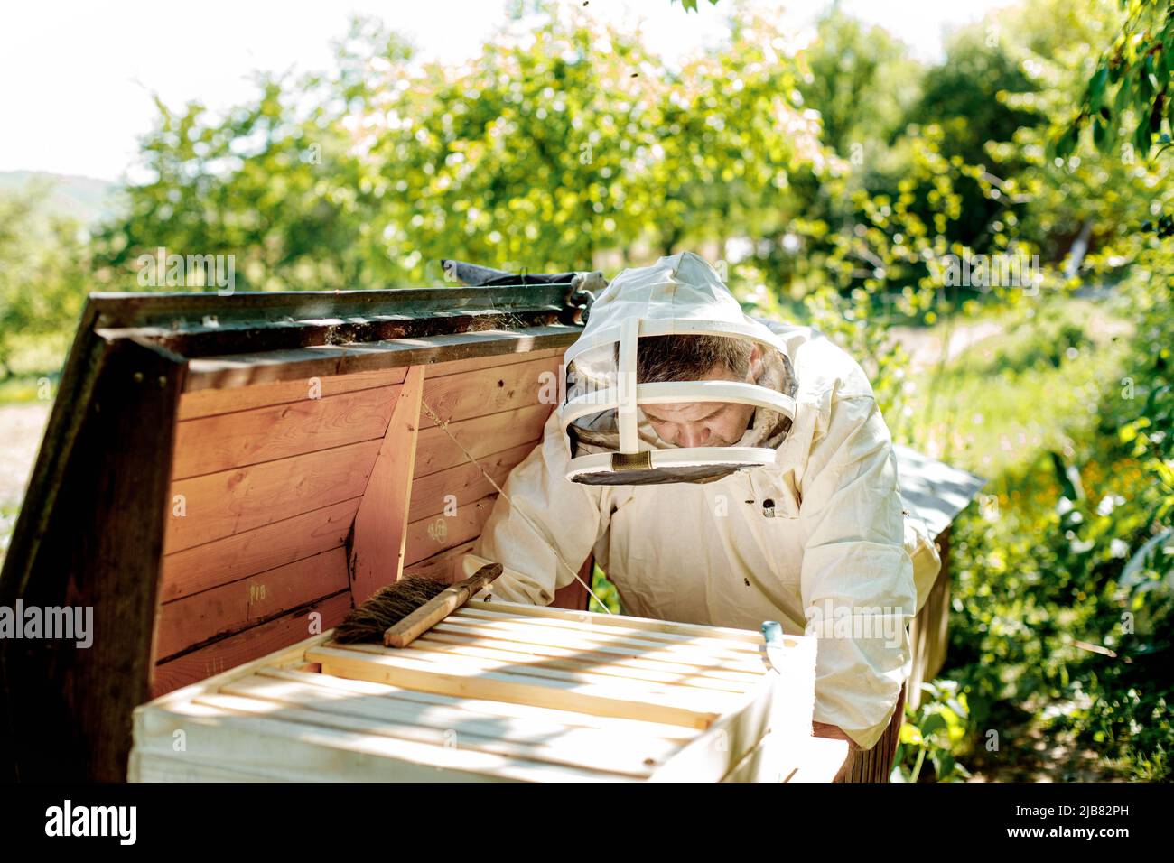 Beekeeper on apiary. Beekeeper is working with bees and beehives on the apiary Stock Photo