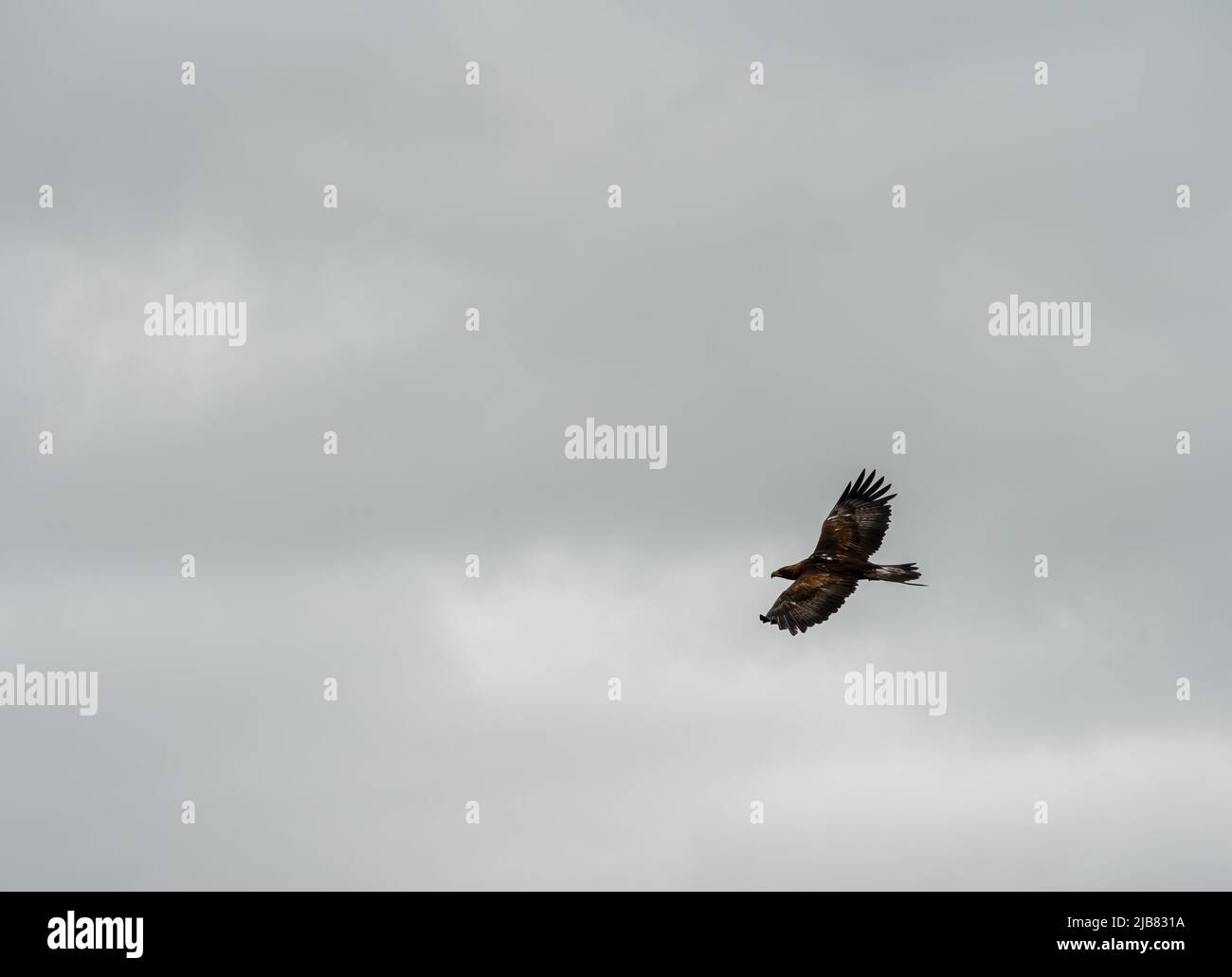 The British Bird of Prey Centre