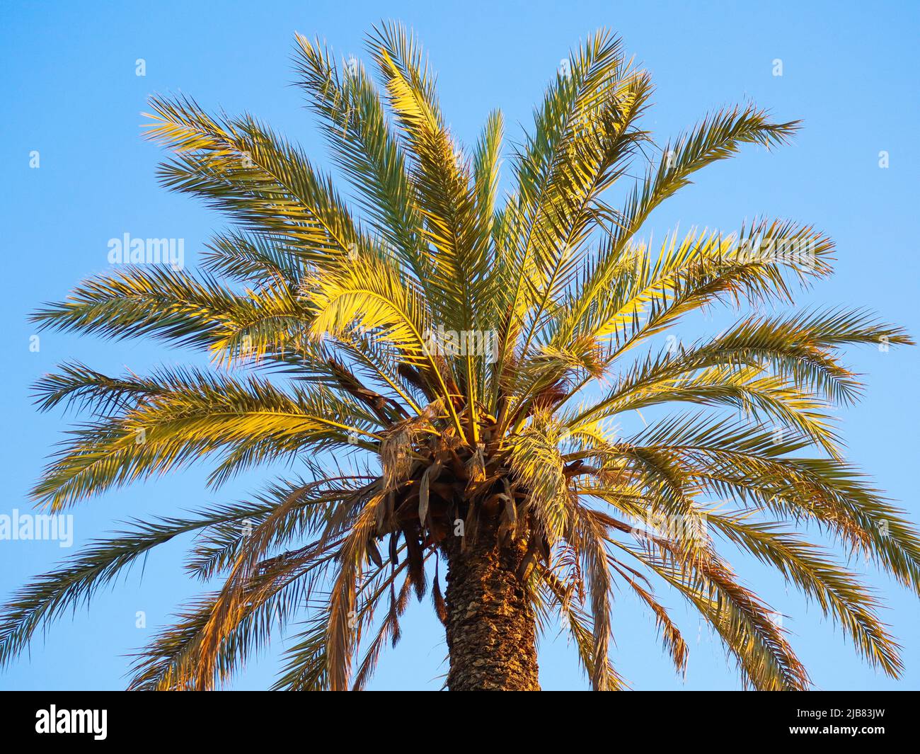 Green palm tree in hi-res stock photography and images - Alamy